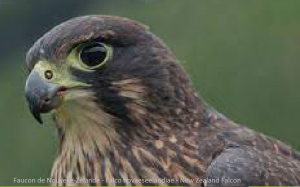 Faucon de Nouvelle-Zélande - Falco novaeseelandiae - New Zealand Falcon