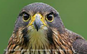 Faucon de Nouvelle-Zélande - Falco novaeseelandiae - New Zealand Falcon