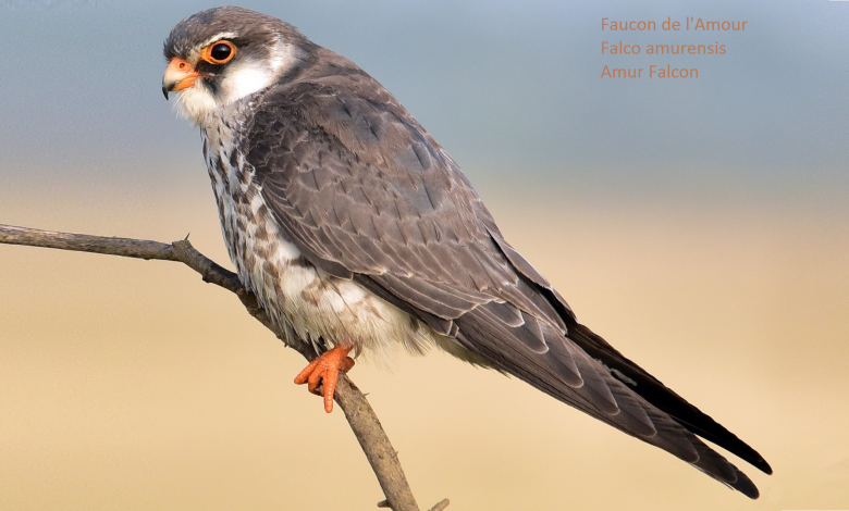 Faucon de l'Amour - Falco amurensis - Amur Falcon