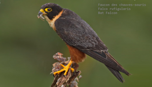 Faucon des chauves-souris - Falco rufigularis - Bat Falcon