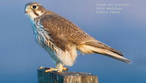 Faucon des prairies - Falco mexicanus - Prairie Falcon