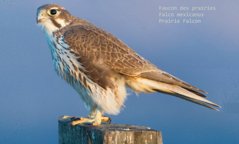 Faucon des prairies - Falco mexicanus - Prairie Falcon