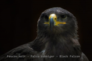 Faucon noir - Falco subniger - Black Falcon