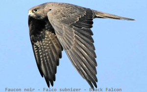 Faucon noir - Falco subniger - Black Falcon
