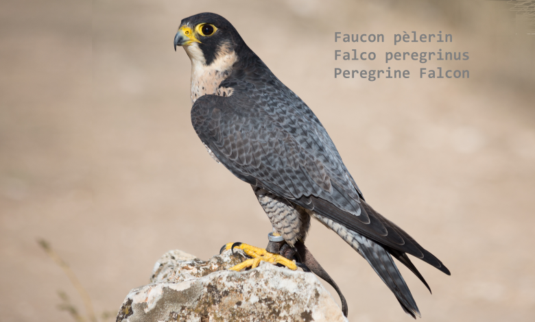 Faucon pèlerin - Falco peregrinus - Peregrine Falcon