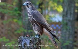 Faucon sacre - Falco cherrug - Saker Falcon