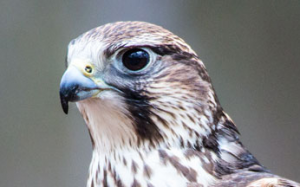Faucon sacre - Falco cherrug - Saker Falcon