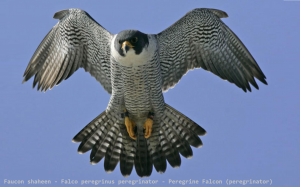 Faucon shaheen - Falco peregrinus peregrinator - Peregrine Falcon (peregrinator)