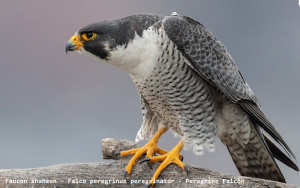 Faucon shaheen - Falco peregrinus peregrinator - Peregrine Falcon (peregrinator)