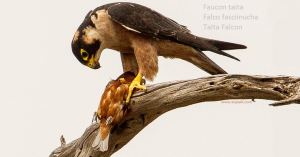 Faucon taita - Falco fasciinucha - Taita Falcon