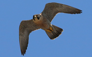 Faucon taita - Falco fasciinucha - Taita Falcon