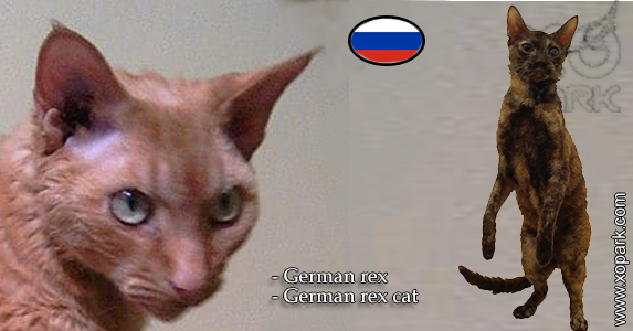 German rex, German rex cat
