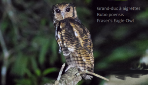 Grand-duc à aigrettes - Bubo poensis - Fraser's Eagle-Owl