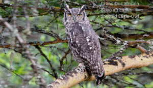 Grand-duc africain - Bubo africanus - Spotted Eagle-Owl