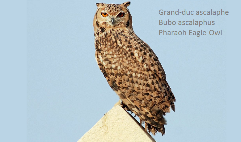 Grand-duc ascalaphe - Bubo ascalaphus - Pharaoh Eagle-Owl