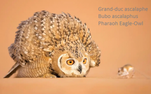 Grand-duc ascalaphe - Bubo ascalaphus - Pharaoh Eagle-Owl