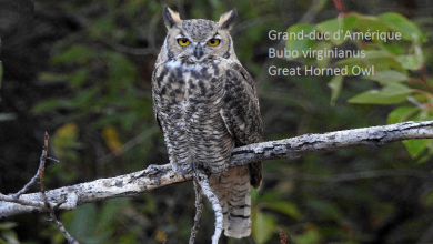 Grand-duc d'Amérique - Bubo virginianus - Great Horned Owl