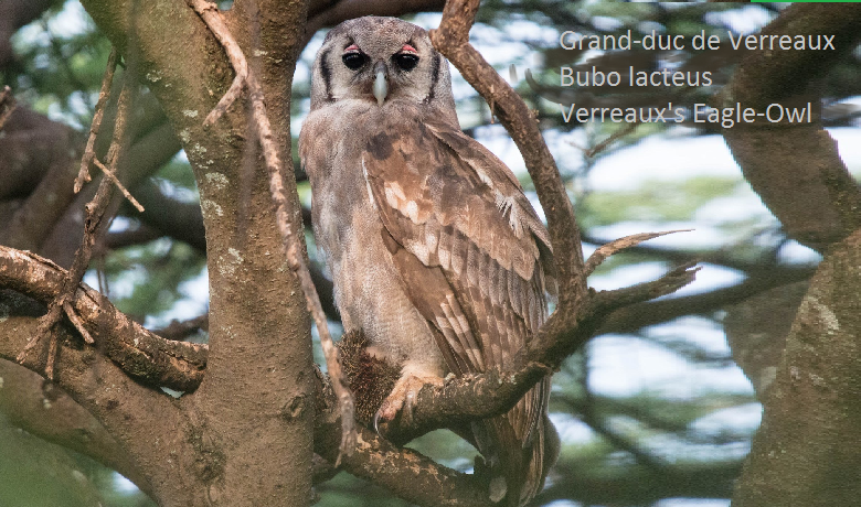 Grand-duc de Verreaux - Bubo lacteus - Verreaux's Eagle-Owl