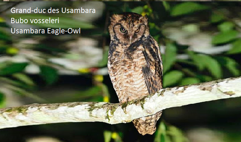 Grand-duc des Usambara - Bubo vosseleri - Usambara Eagle-Owl