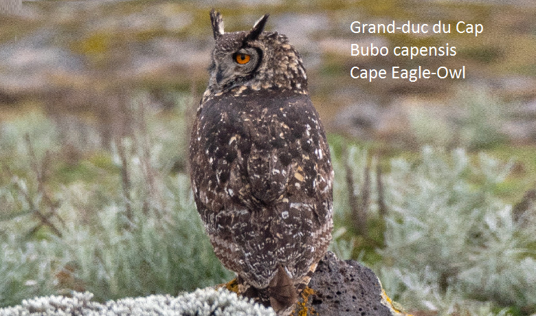 Grand-duc du Cap - Bubo capensis - Cape Eagle-Owl