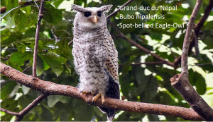 Grand-duc du Népal - Bubo nipalensis - Spot-bellied Eagle-Owl