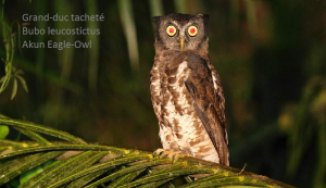 Grand-duc tacheté - Bubo leucostictus - Akun Eagle-Owl