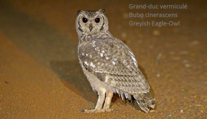 Grand-duc vermiculé - Bubo cinerascens - Greyish Eagle-Owl
