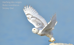 Harfang des neiges - Bubo scandiacus - Snowy Owl