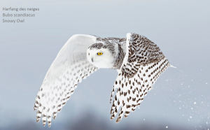 Harfang des neiges - Bubo scandiacus - Snowy Owl
