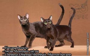 Havana brown, Swiss Mountain cat ou Chestnut Oriental Shorthair, Marron havane
