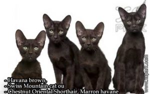 Havana brown, Swiss Mountain cat ou Chestnut Oriental Shorthair, Marron havane