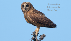 Hibou du Cap - Asio capensis - Marsh Owl