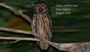 Hibou maître-bois - Asio stygius - Stygian Owl