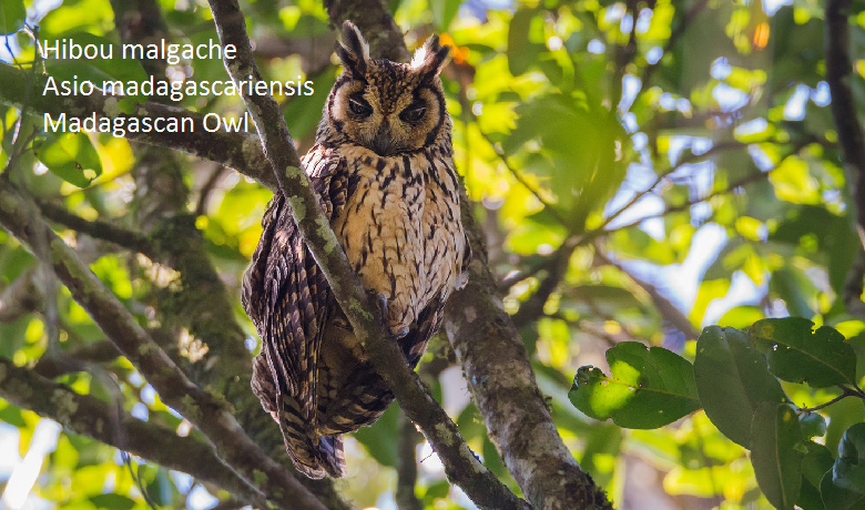 Hibou malgache - Asio madagascariensis - Madagascan Owl