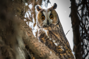 Hibou moyen-duc - Asio otus - Long-eared Owl