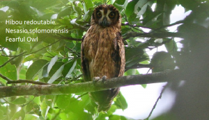 Hibou redoutable - Nesasio solomonensis - Fearful Owl