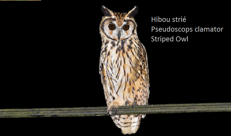 Hibou strié - Pseudoscops clamator - Striped Owl