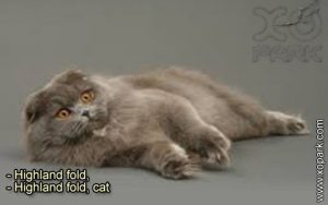 Highland fold, Highland fold cat