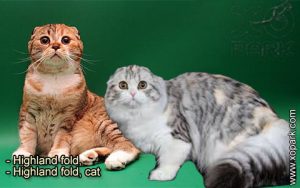 Highland fold, Highland fold cat