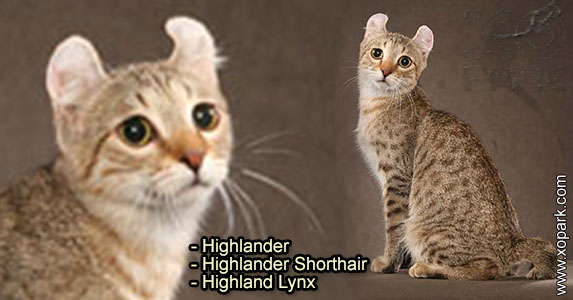 Highlander - Highlander Shorthair - Highland Lynx