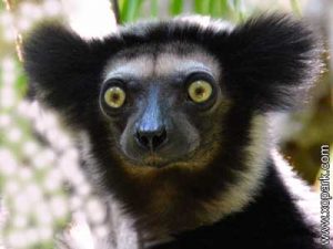 Indri - Babakoto - Indri indri - Indriidés - Indriidae