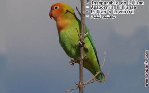 Agapornis lilianae (Inséparable de Lilian - Lilian's Lovebird) est une espèce d'inséparables de la famille des Psittacidés, ses descriptions, ses photos et ses vidéos sont ici àxopark.com
