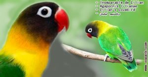 Agapornis personatus (Inséparable masqué - Yellow-collared Lovebird) est une espèce d'inséparables de la famille des Psittacidés, ses descriptions, ses photos et ses vidéos sont ici àxopark.com