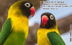 Agapornis personatus (Inséparable masqué - Yellow-collared Lovebird) est une espèce d'inséparables de la famille des Psittacidés, ses descriptions, ses photos et ses vidéos sont ici àxopark.com