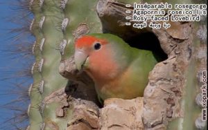 Agapornis roseicollis (Inséparable rosegorge - Rosy-faced Lovebird) est une espèce d'inséparables de la famille des Psittacidés, ses descriptions, ses photos et ses vidéos sont ici àxopark.com