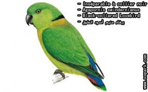 Agapornis swindernianus – Inséparable à collier noir est une espèce d'inséparables de la famille des Psittacidés, ses descriptions, ses photos et ses vidéos sont ici à xopark.com