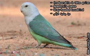 Agapornis canus (Inséparable à tête grise - Grey-headed Lovebird) est une espèce d'inséparables de la famille des Psittacidés, ses descriptions, ses photos et ses vidéos sont ici àxopark.com