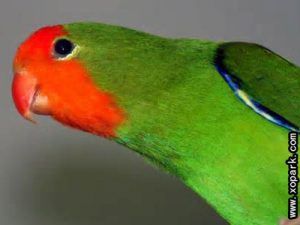 Inséparable à tête rouge - Agapornispullarius - Red-headedLovebird