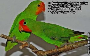 Agapornis pullarius (Inséparable à tête rouge - Red-headed Lovebird) est une espèce d'inséparables de la famille des Psittacidés, ses descriptions, ses photos et ses vidéos sont ici àxopark.com