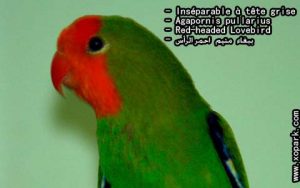 Agapornis pullarius (Inséparable à tête rouge - Red-headed Lovebird) est une espèce d'inséparables de la famille des Psittacidés, ses descriptions, ses photos et ses vidéos sont ici àxopark.com